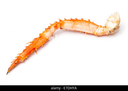 Gekochte peruanischen südlichen King Crab Bein (Lithodes Santolla) isoliert auf einem weißen Studio-Hintergrund. Stockfoto