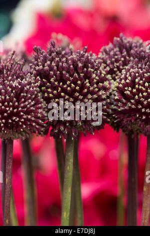 Allium Amethystinum "Red Mohikaner". Dekorative Blüte Zwiebel Stockfoto