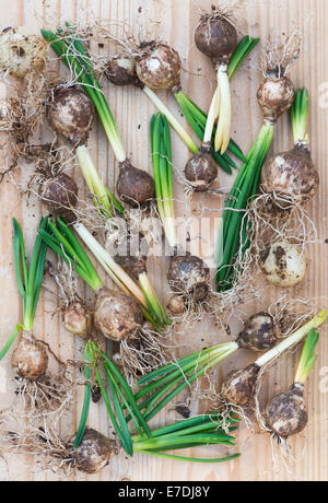 Hyacinthoides non Scripta. Bluebell-Lampen auf Holz sprießen Stockfoto