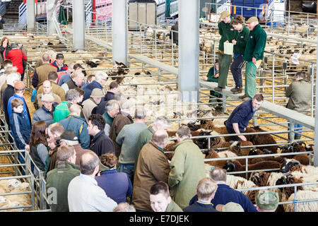 Vieh Auktion. Landwirte und Versteigerer auf Schafe Auktion bei Melton Mowbray Markt, Leicestershire, England, Großbritannien Stockfoto