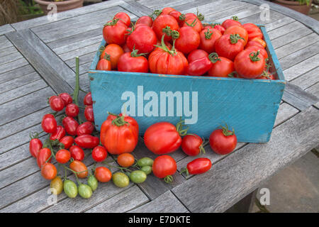 Eine Kiste mit frisch gepflückten Tomaten mit einer Traverse des kleinen Eiertomaten vorne auf einem Gartentisch (Land) Stockfoto