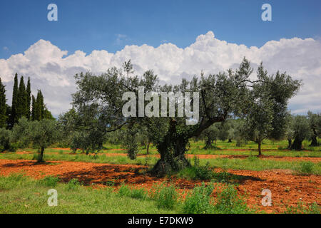 Olivenbaum in Istrien, Kroatien Stockfotografie - Alamy