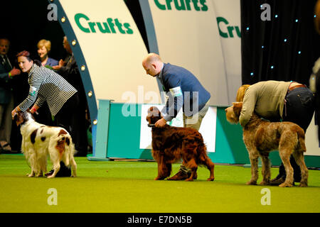 Crufts 2014 Agilität Finale und Präsentationen Parade der Wildhüter - Gruppe nach zu urteilen - Jagdhund wo: Birmingham, Vereinigtes Königreich bei: 9. März 2014 Stockfoto