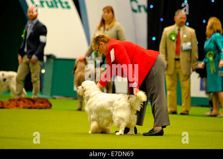 Crufts 2014 Agilität Finale und Präsentationen Parade der Wildhüter - Gruppe nach zu urteilen - Jagdhund wo: Birmingham, Vereinigtes Königreich bei: 9. März 2014 Stockfoto