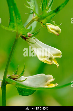 Kuh-Weichweizen - Melampyrum pratense Stockfoto