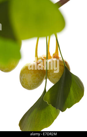 Nahaufnahme von Ginkgo Biloba Obst Stockfoto