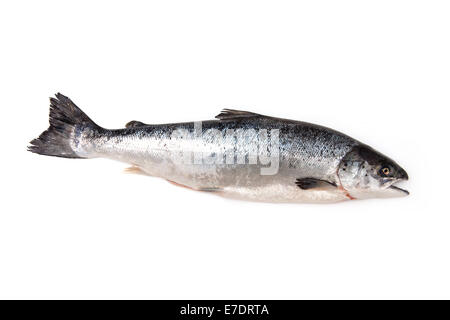 Schottische Atlantischer Lachs ( Salmo solar) ganze Fische, auf einem weißen studio Hintergrund isoliert. Stockfoto