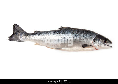 Schottische Atlantischer Lachs ( Salmo solar) ganze Fische, auf einem weißen studio Hintergrund isoliert. Stockfoto