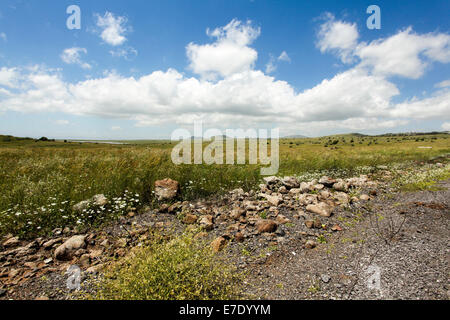 Wildblumen blühen auf den Golanhöhen, Israel im Frühjahr Mai fotografiert Stockfoto