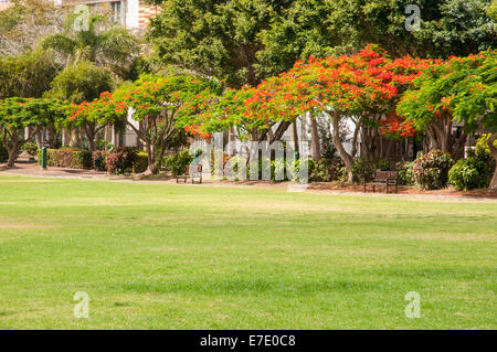 sehr großer Garten auf der Insel La Gomera auf den Kanarischen Inseln Stockfoto