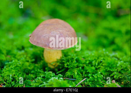 Frisches Pilz auf Moos im Wald Stockfoto