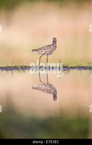 Uferschnepfe (Limosa Limosa) spiegelt sich in einem See Stockfoto