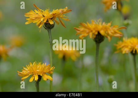 Golden Hawk-Bart, Crepis aurea Stockfoto