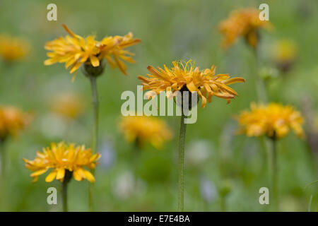 Golden Hawk-Bart, Crepis aurea Stockfoto