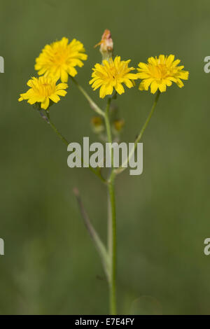 Smooth Hawksbeard, Crepis capillaris Stockfoto