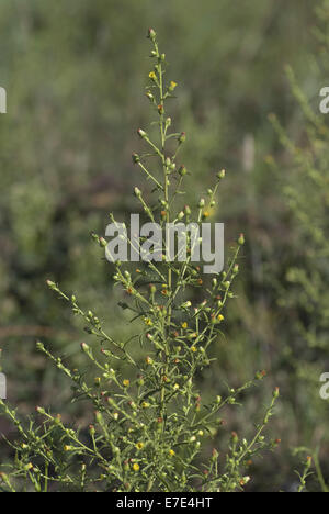 Stinkwort, Dittrichia graveolens Stockfoto