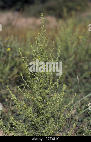 Stinkwort, Dittrichia graveolens Stockfoto