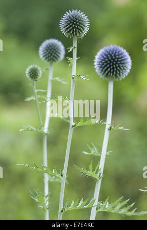 Globe Thistle, Echinops exaltatus Stockfoto