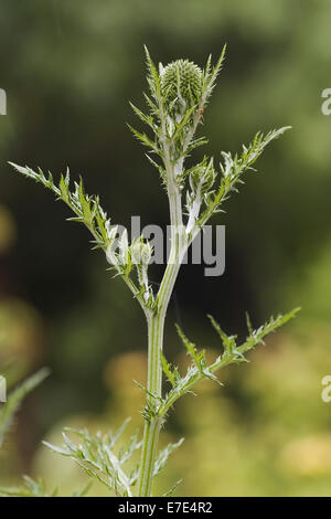 Globe Thistle, Echinops exaltatus Stockfoto