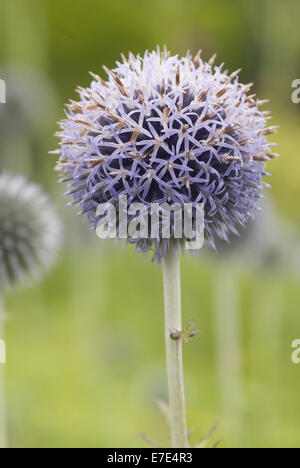 Globe Thistle, Echinops exaltatus Stockfoto