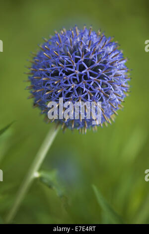 Globe Thistle spec Echinops. Stockfoto