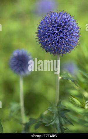 Globe Thistle spec Echinops. Stockfoto