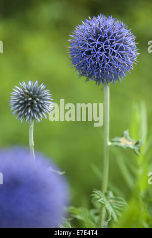 Globe Thistle spec Echinops. Stockfoto