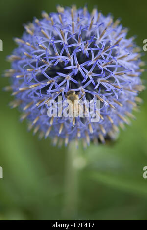 Globe Thistle spec Echinops. Stockfoto