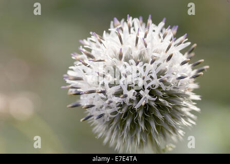 großer Globus Distel, Echinops sphaerocephalus Stockfoto