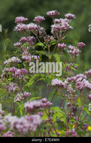 Hanf-Agrimony, Eupatorium cannabinum Stockfoto