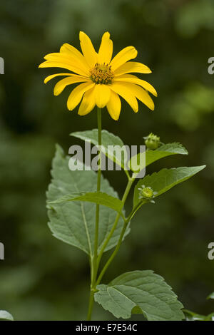 Topinambur Helianthus tuberosus Stockfoto