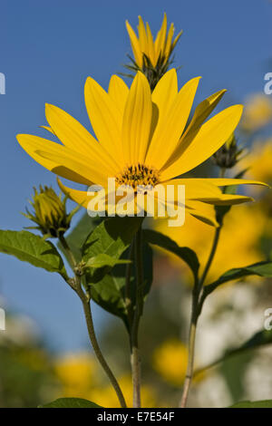 Topinambur Helianthus tuberosus Stockfoto