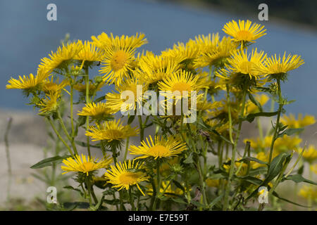 britische Yellowhead, Inula britannica Stockfoto