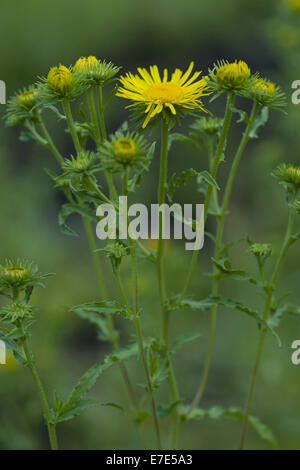 britische Yellowhead, Inula britannica Stockfoto