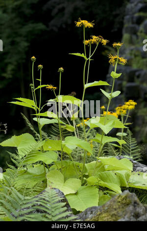 Alant, Inula helenium Stockfoto