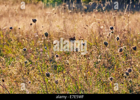 Wilde Möhre Blütenköpfchen unter den Gräsern Hurst Wiesen. West Molesey, Surrey, England. Stockfoto