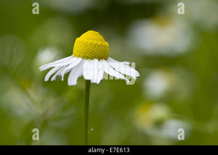 Deutsch Kamille, Matricaria recutita Stockfoto