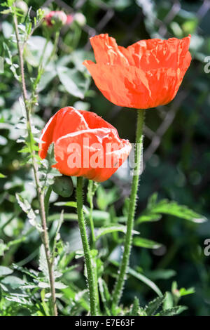 Orientalische Mohn (Papaver Orientale) Bilder aus dem Monat in Armenien Stockfoto