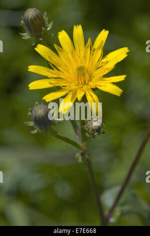 Habichtskraut Habichtsbitterkraut, Picris Hieracioides SSP. hieracioides Stockfoto