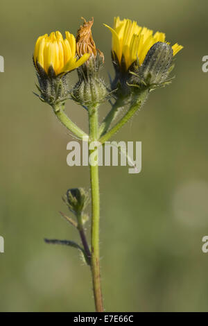 Habichtskraut Habichtsbitterkraut, Picris hieracioides Stockfoto