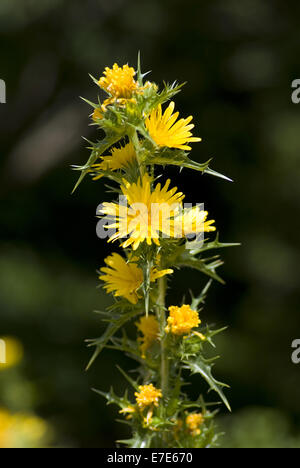 gemeinsame goldene Distel, Scolymus hispanicus Stockfoto