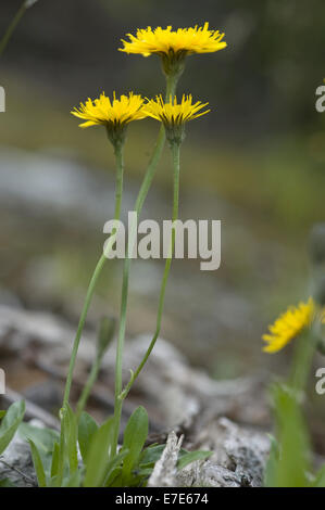 Schweizer Hawkbid, Scorzoneroides helvetica Stockfoto