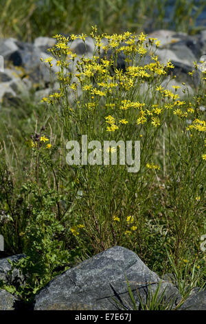 Narrow-leaved Kreuzkraut, Senecio inaequidens Stockfoto