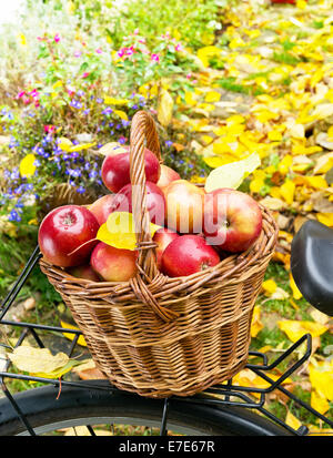 rot gereiften Äpfel im Weidenkorb Stockfoto