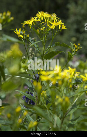 Holz-Kreuzkraut, Senecio Ovatus SSP. ovatus Stockfoto