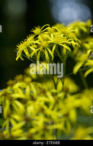 Holz-Kreuzkraut, Senecio Ovatus SSP. ovatus Stockfoto