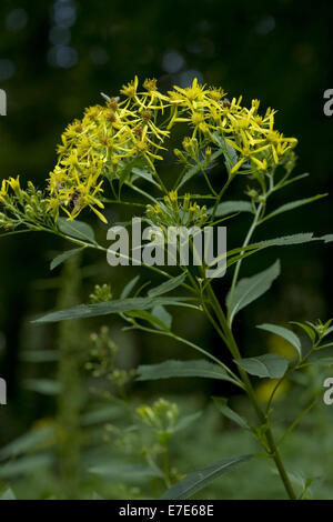 Holz-Kreuzkraut, Senecio Ovatus SSP. ovatus Stockfoto