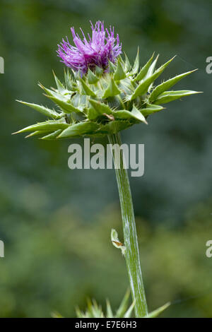 selige Mariendistel, Silybum marianum Stockfoto