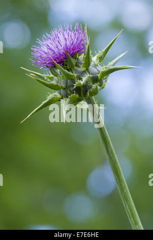 selige Mariendistel, Silybum marianum Stockfoto