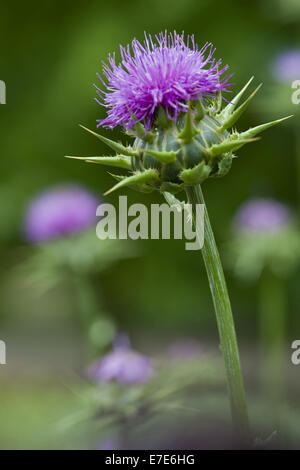 selige Mariendistel, Silybum marianum Stockfoto